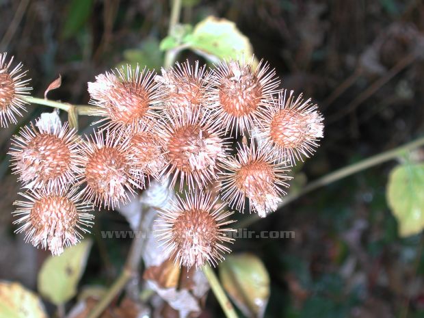 Malatya Sürgü kasabası'ndan