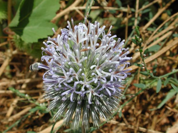 Malatya Sürgü kasabası'ndan